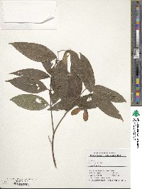 Acer laevigatum image