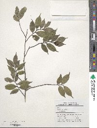 Camellia caudata image