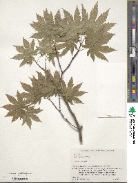 Acer japonicum image