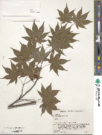 Acer palmatum var. amoenum image