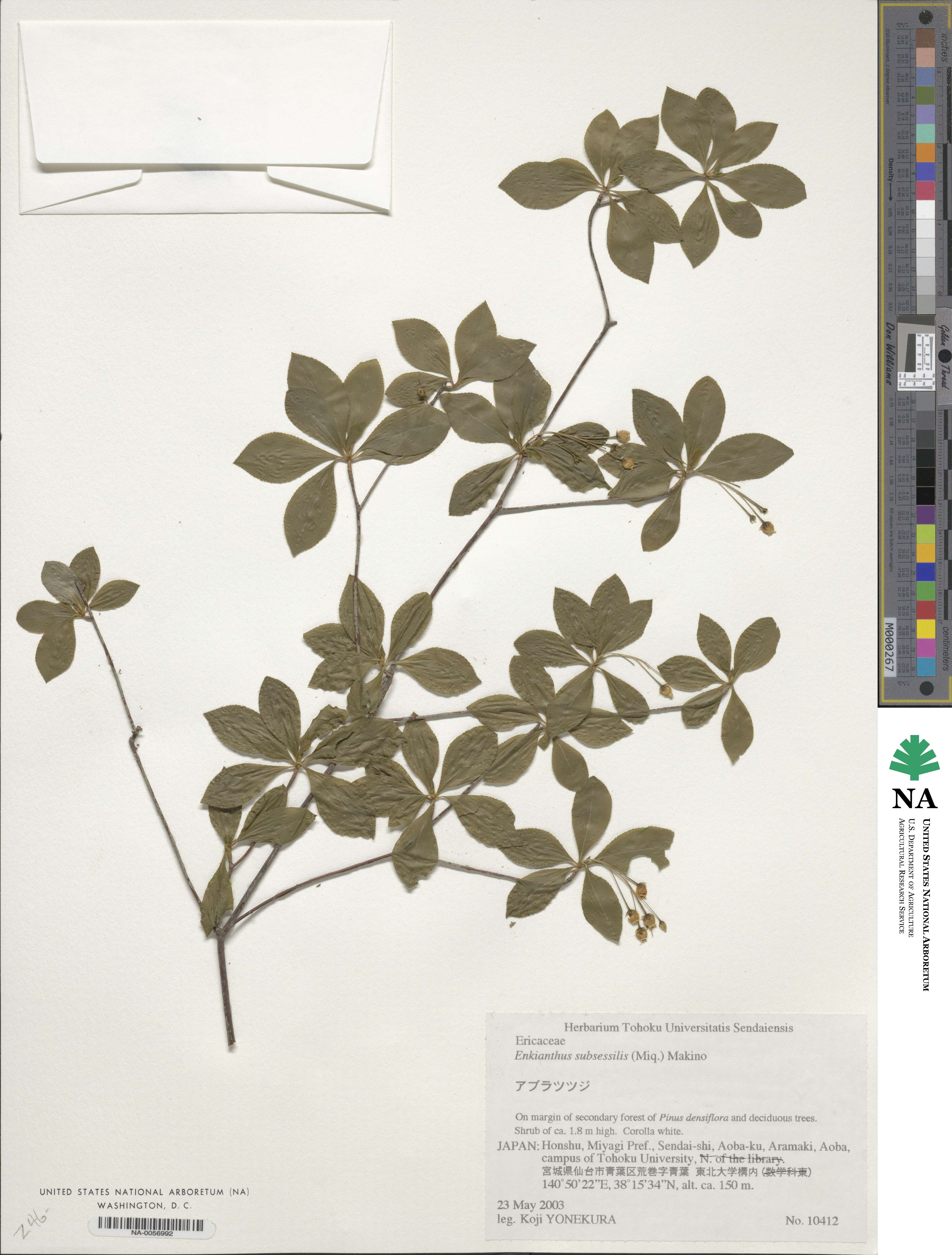 Enkianthus subsessilis image