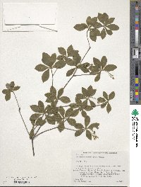 Image of Enkianthus subsessilis