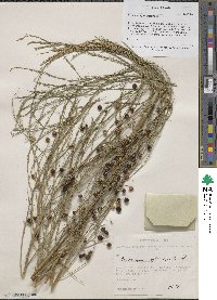 Asparagus officinalis image