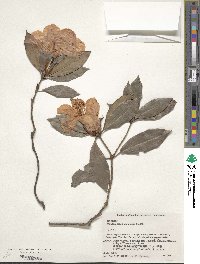 Rhododendron latoucheae image