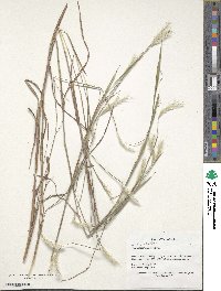 Andropogon ternarius image