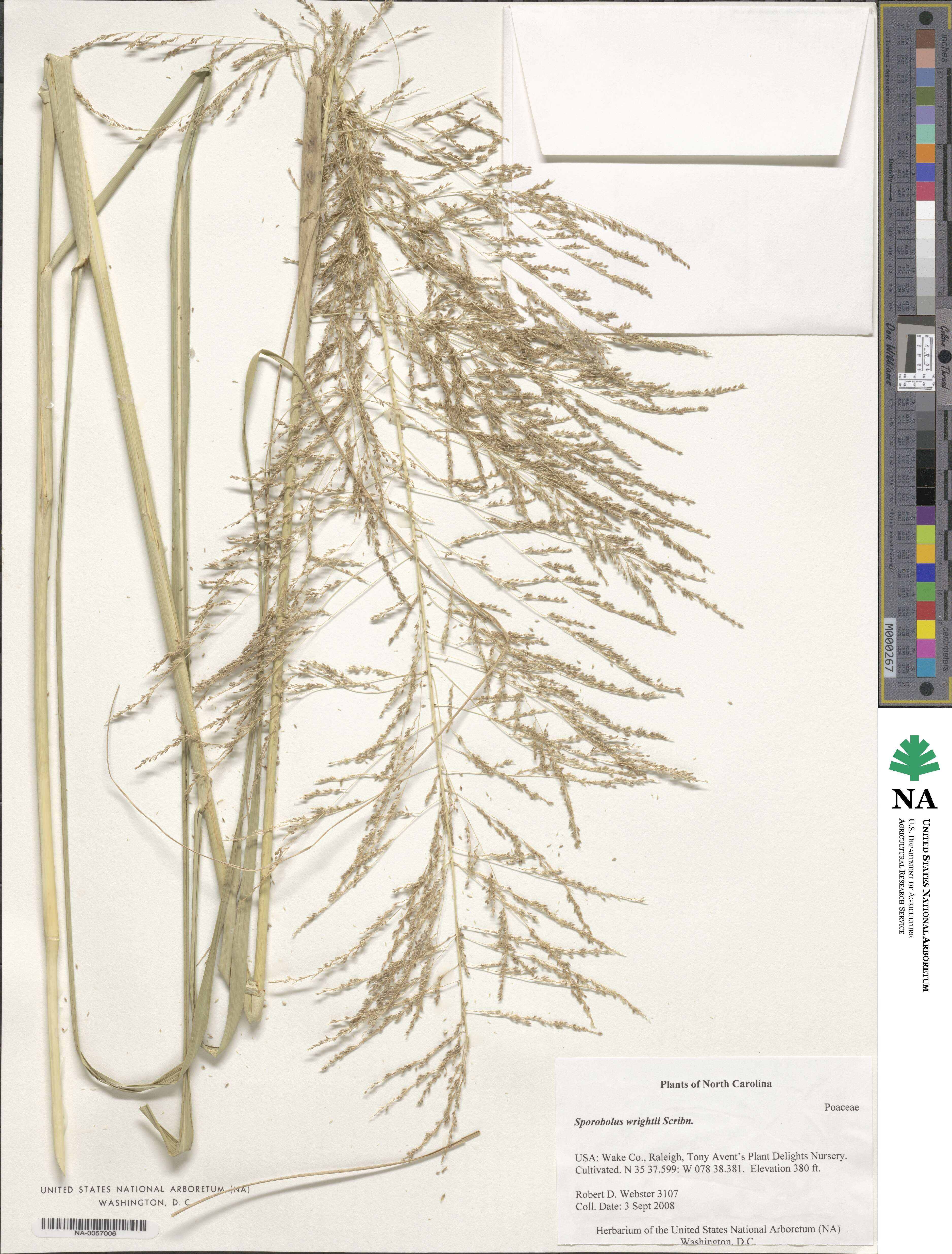 Sporobolus wrightii image