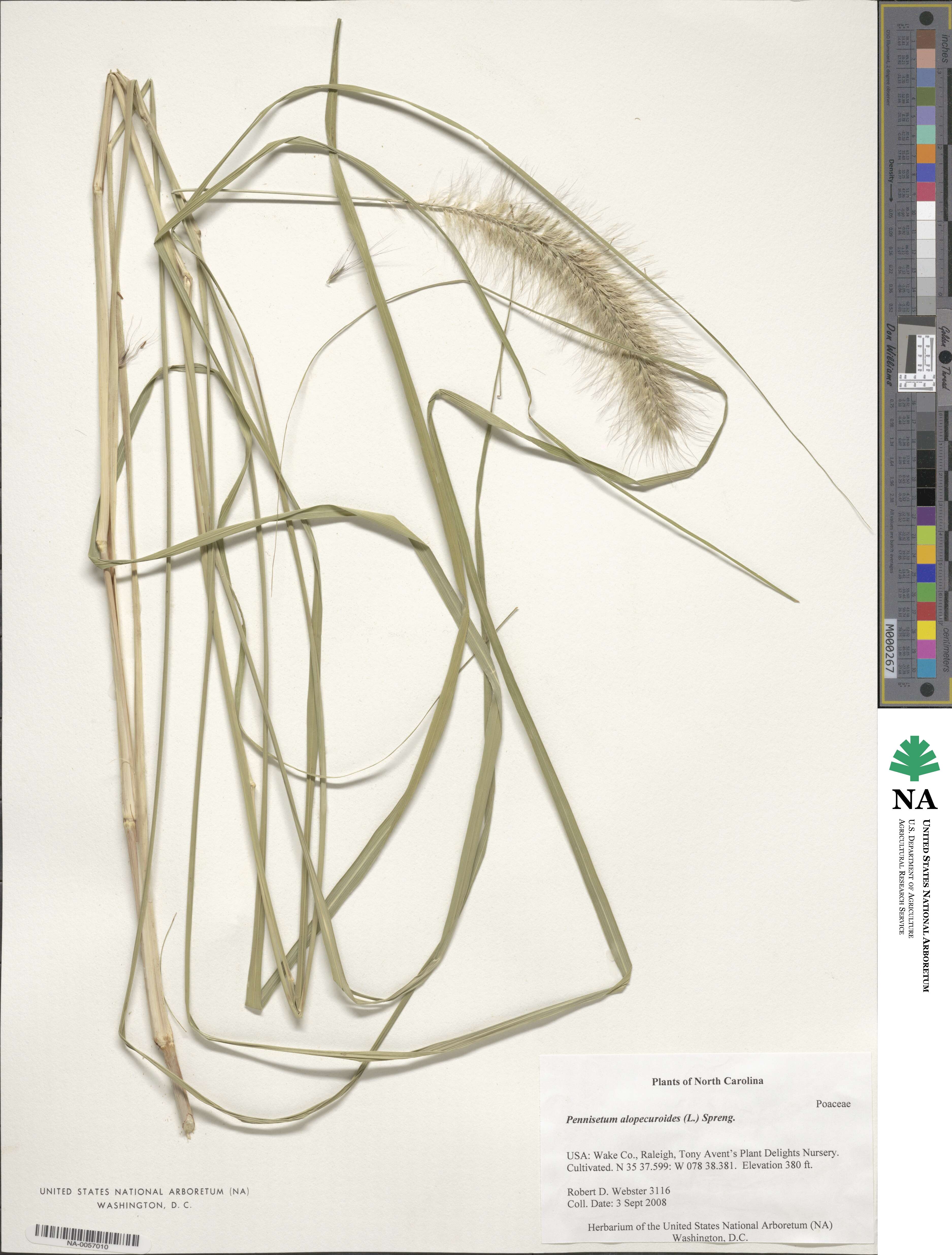 Cenchrus alopecuroides image