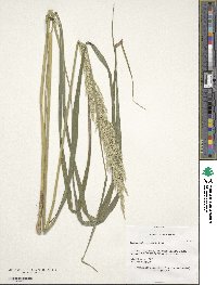 Image of Calamagrostis arundinacea