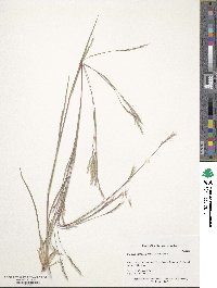 Schizachyrium scoparium image