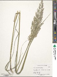 Calamagrostis arundinacea image