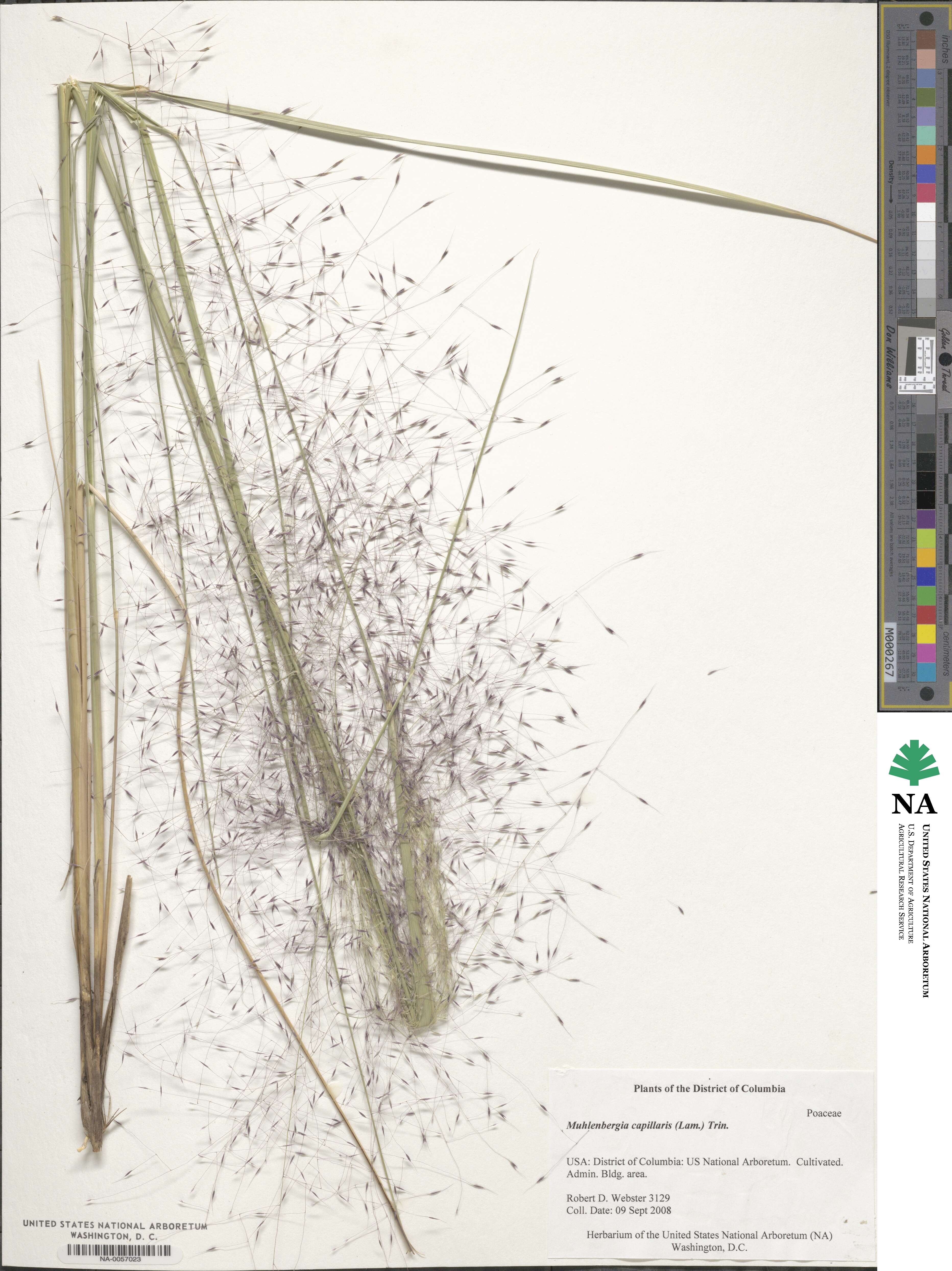 Muhlenbergia capillaris image