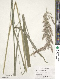 Calamagrostis arundinacea image