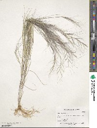 Aristida oligantha image