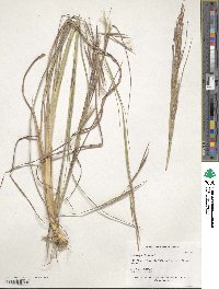 Andropogon virginicus image