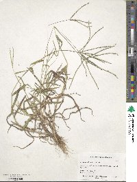 Digitaria ciliaris image