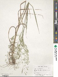 Agrostis perennans image