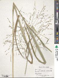 Panicum virgatum image