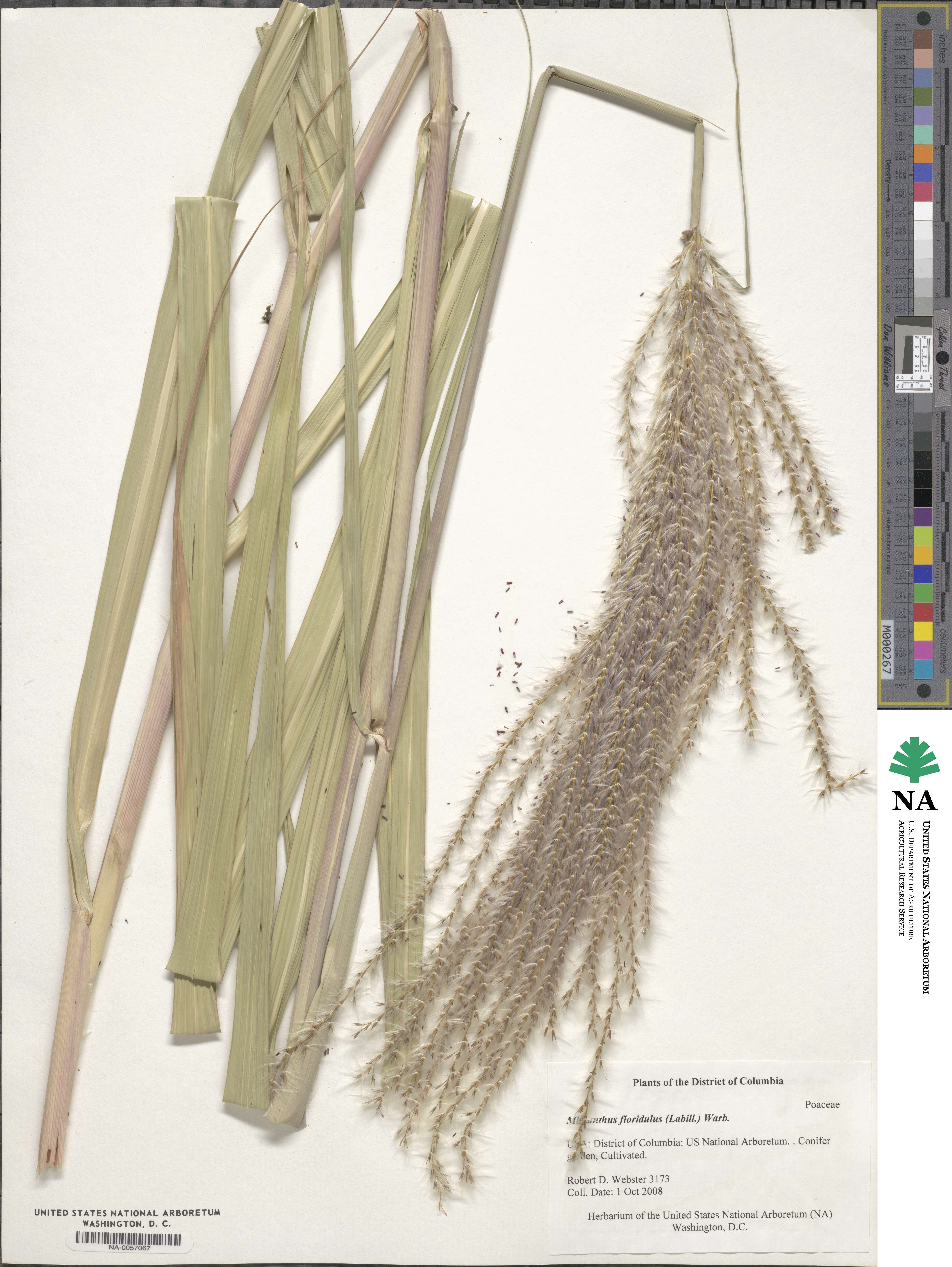 Miscanthus floridulus image