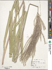 Image of Miscanthus floridulus