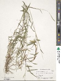 Microstegium vimineum image