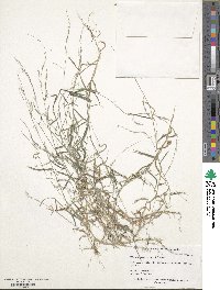 Muhlenbergia schreberi image