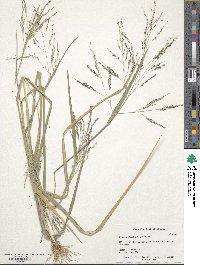 Panicum dichotomiflorum image