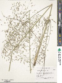 Eragrostis trichodes image