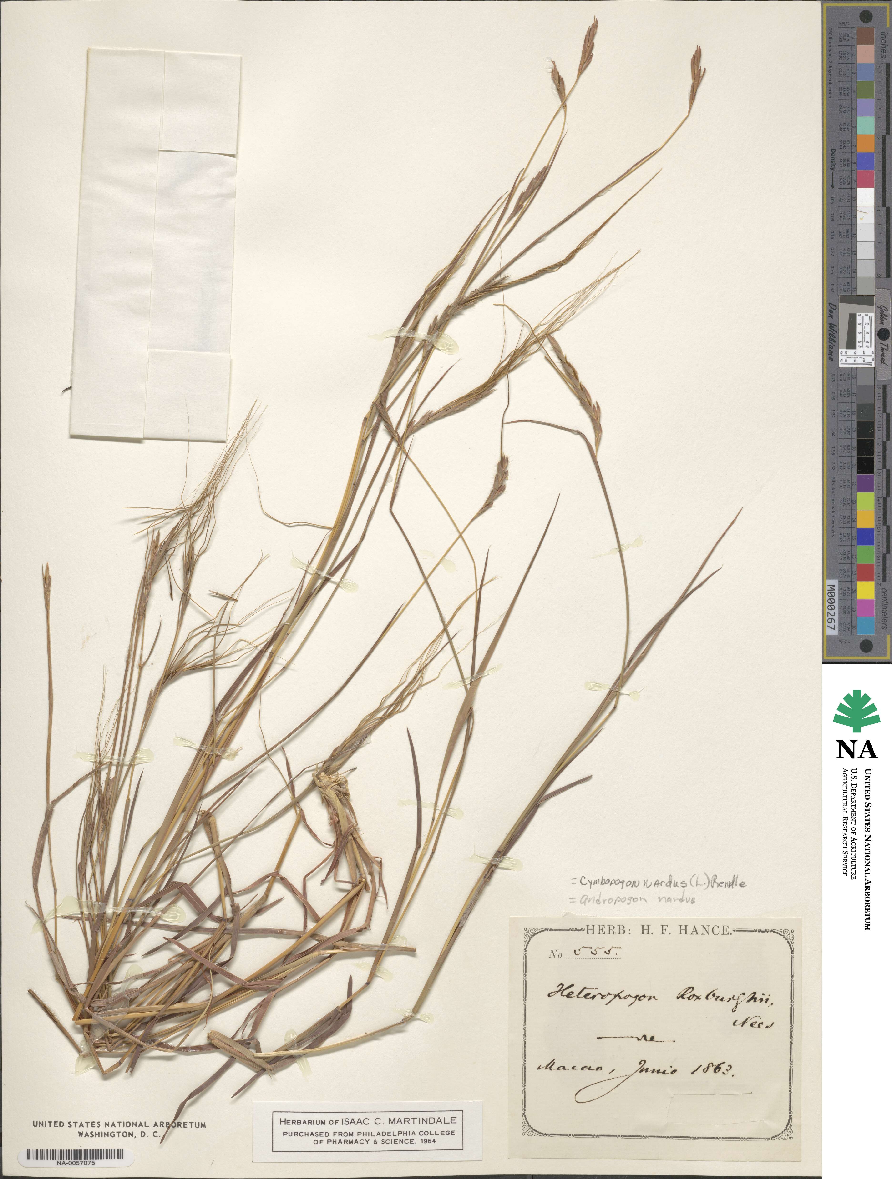 Cymbopogon nardus image
