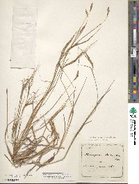 Image of Cymbopogon nardus