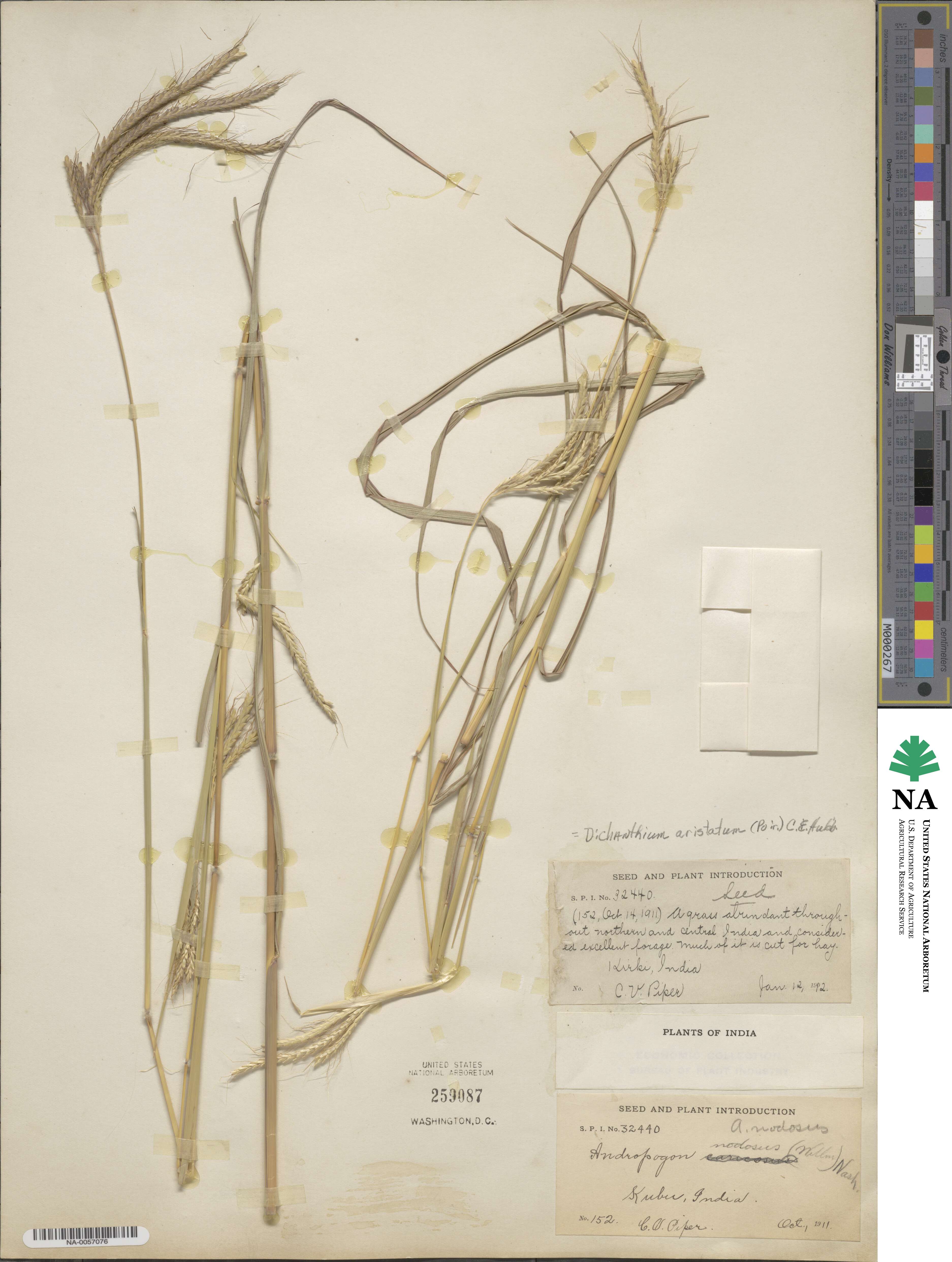Dichanthium aristatum image