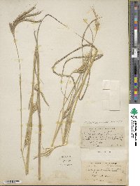 Dichanthium aristatum image