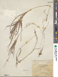 Capillipedium parviflorum image