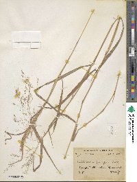 Capillipedium parviflorum image