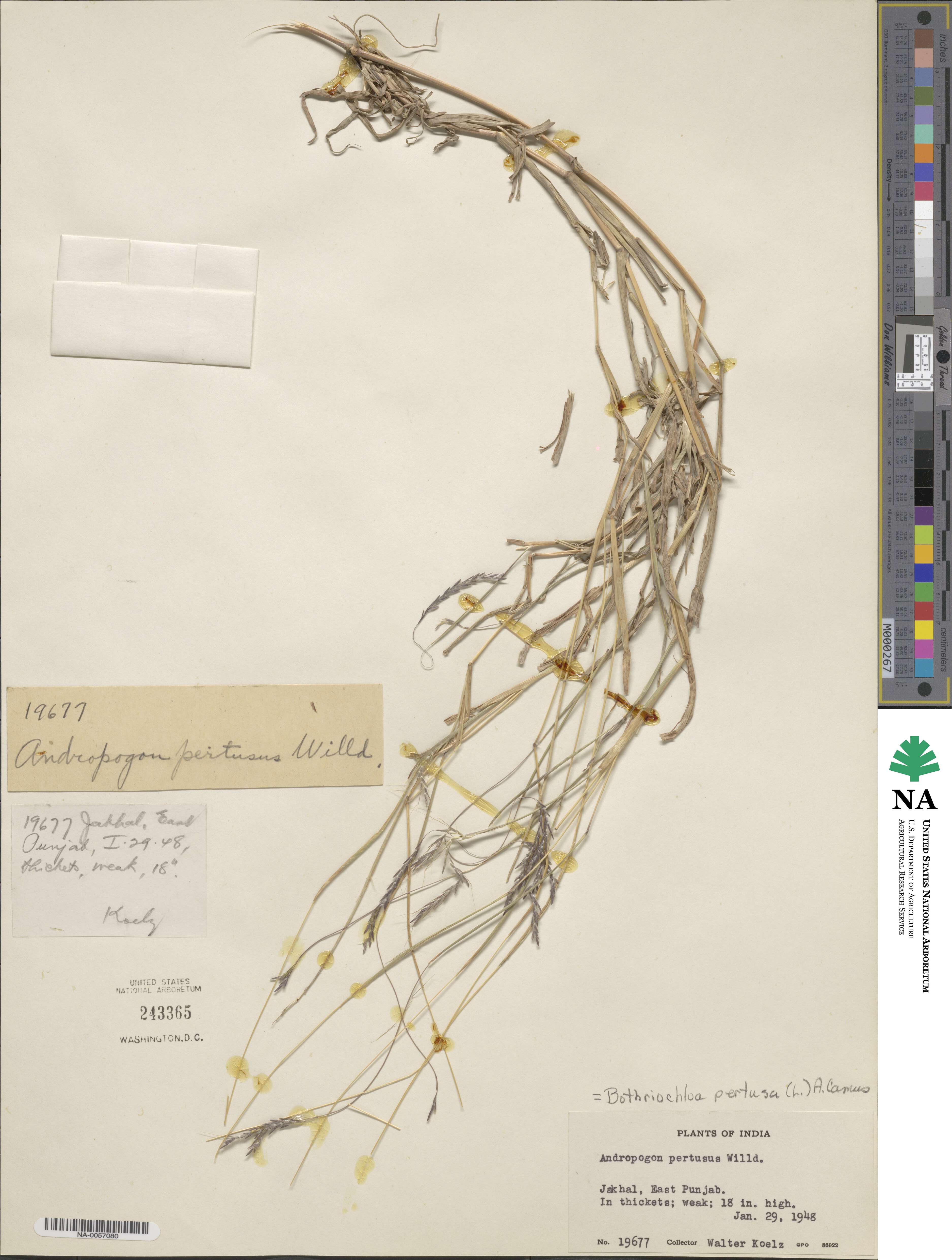 Bothriochloa pertusa image