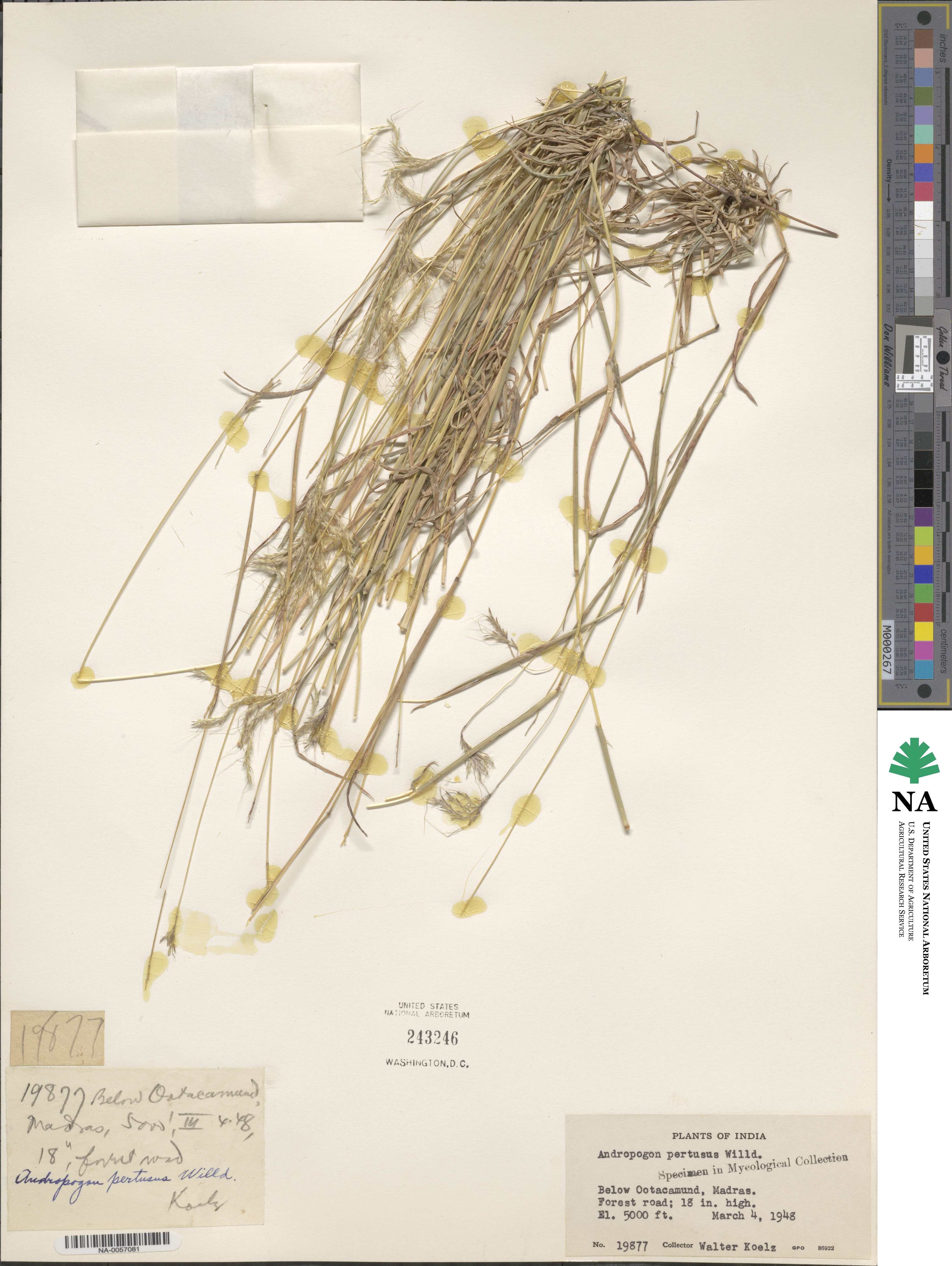 Bothriochloa pertusa image