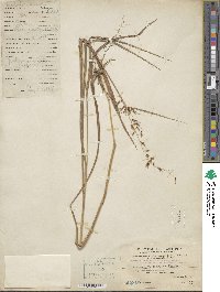 Image of Sorghum nitidum