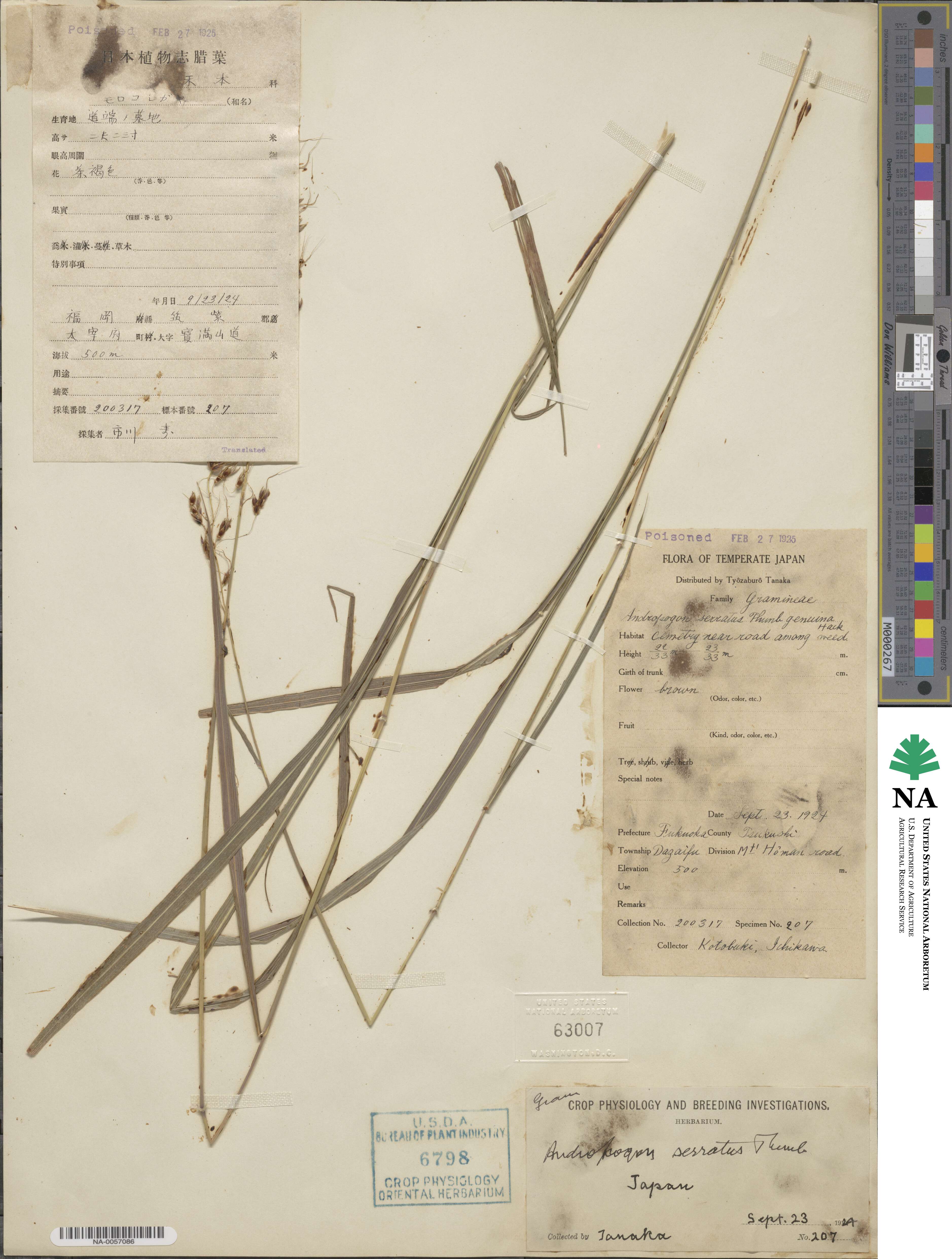 Sorghum nitidum image