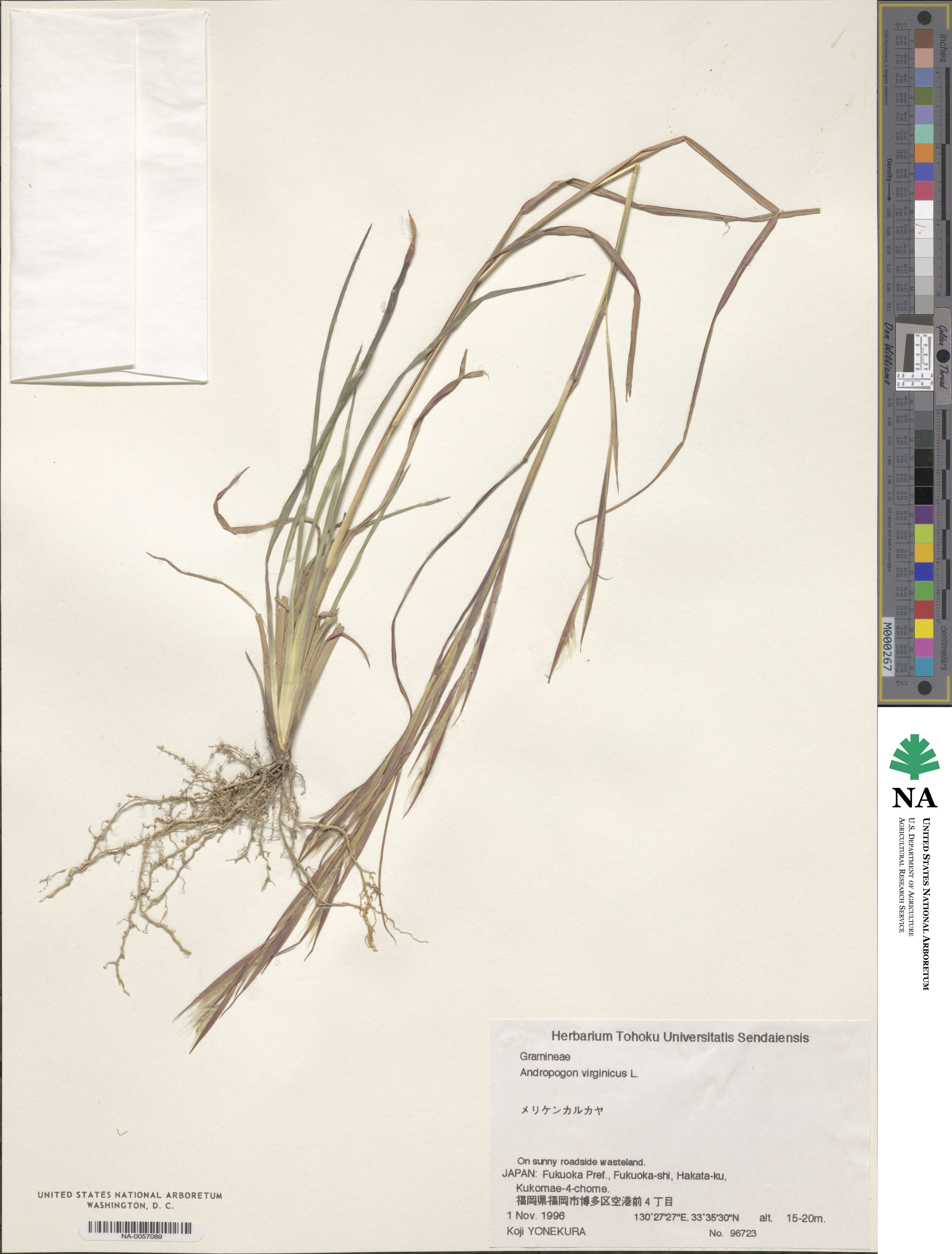 Andropogon virginicus image