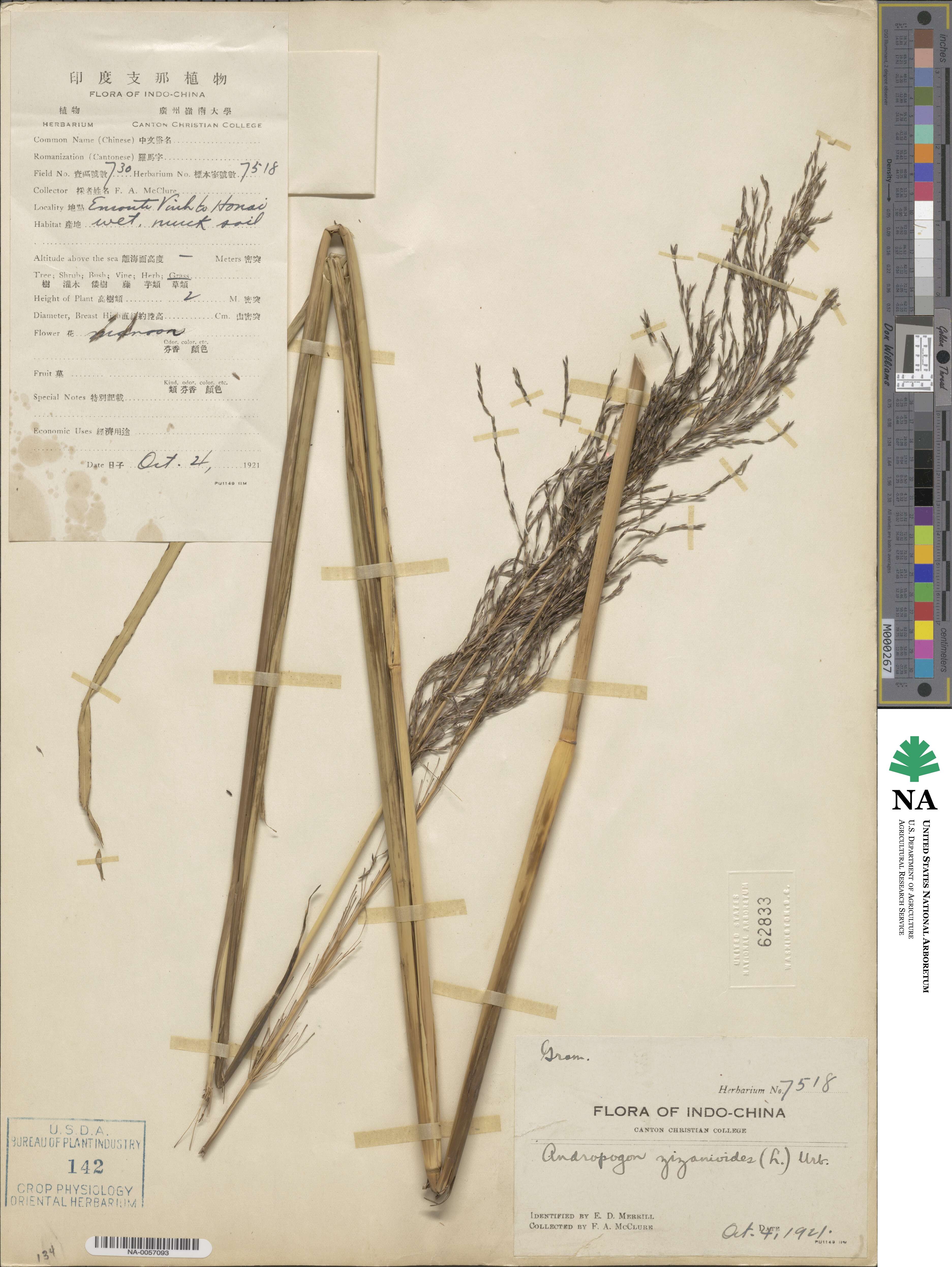 Chrysopogon zizanioides image
