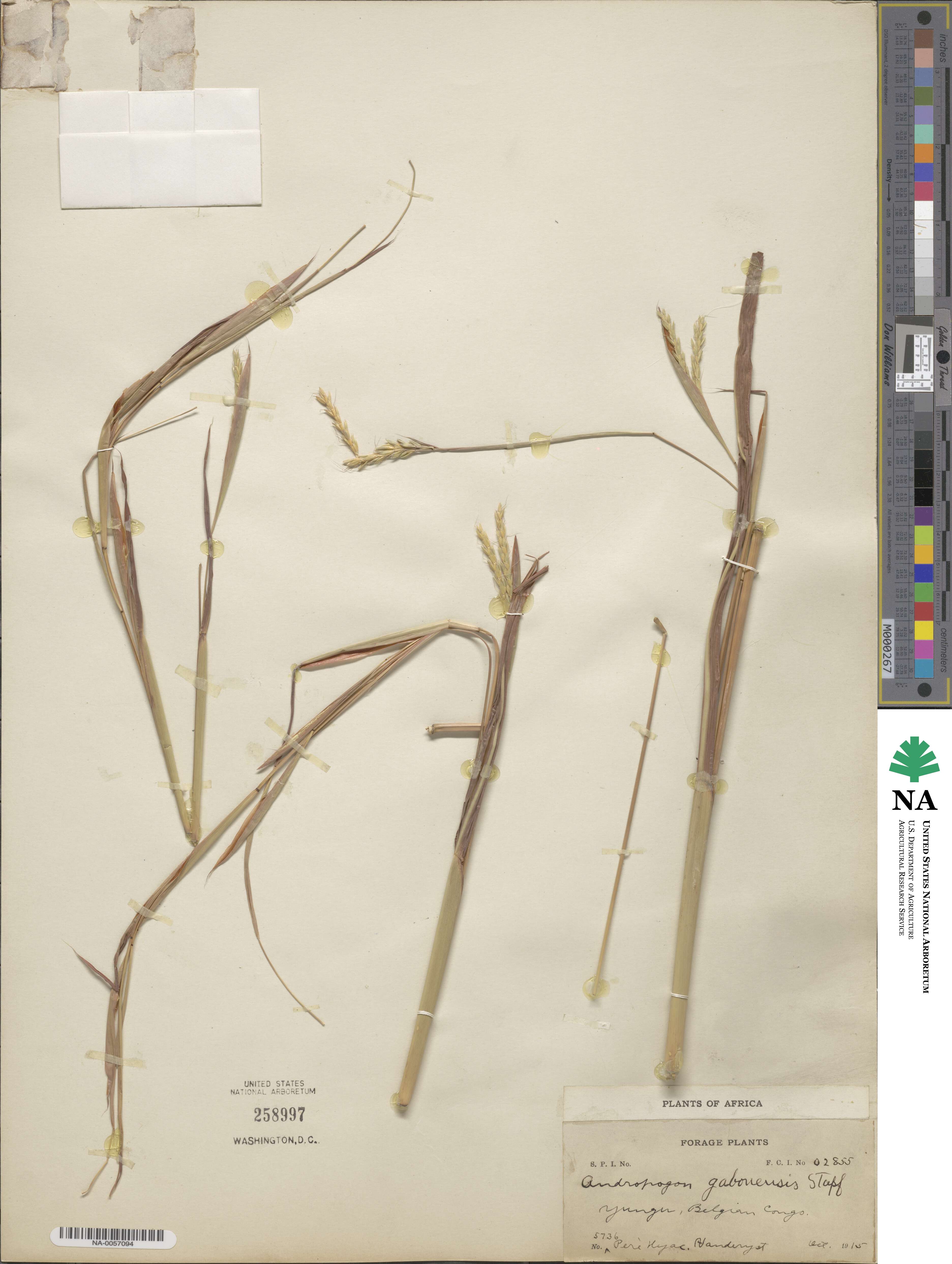 Andropogon gabonensis image