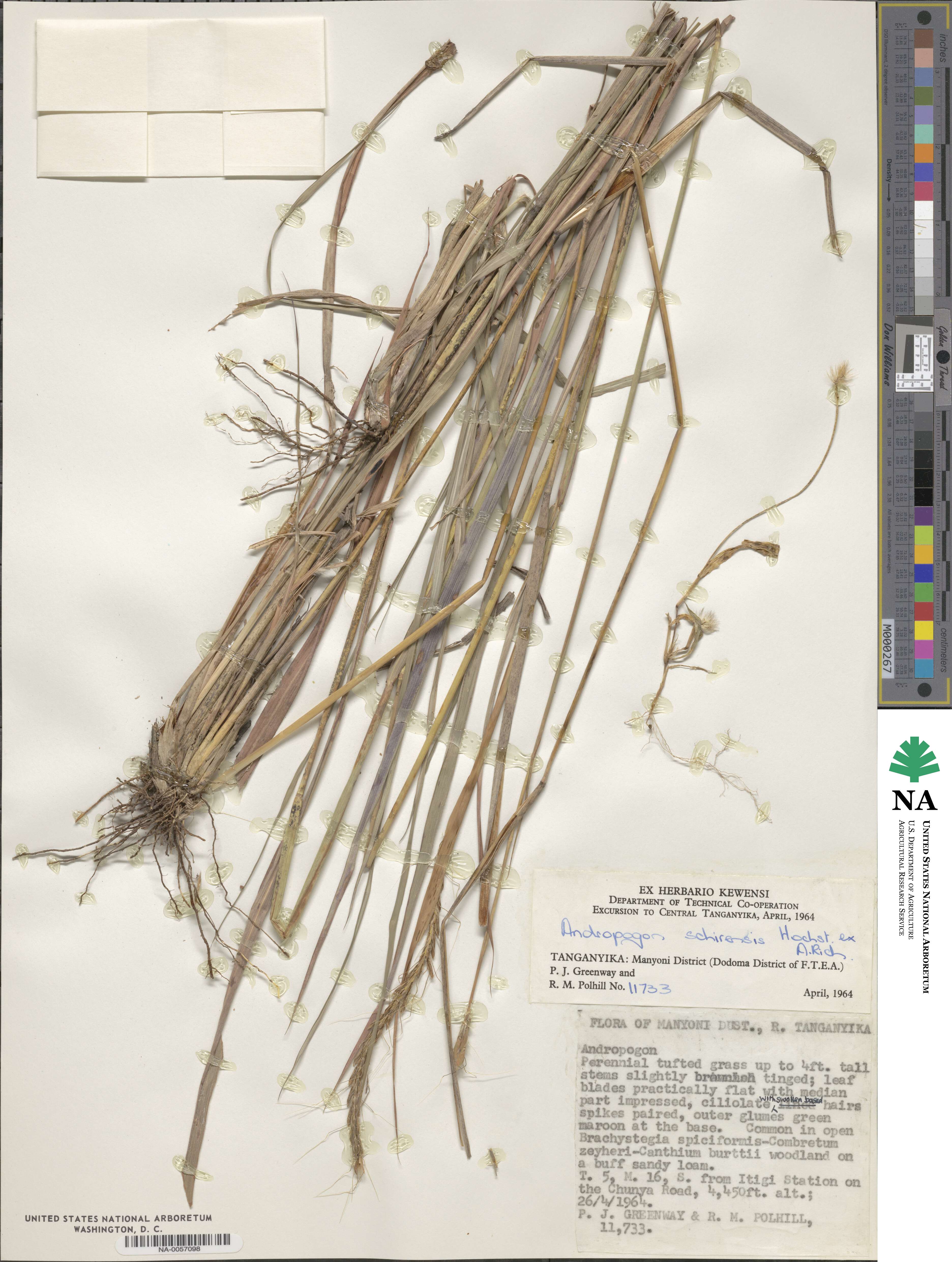 Andropogon schirensis image