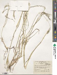 Dichanthium aristatum image