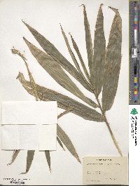 Arundinaria gigantea image