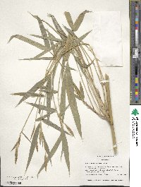 Arundinaria gigantea image