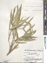 Arundinaria gigantea image