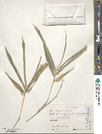 Arundinaria gigantea image