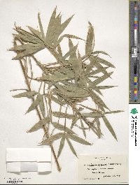 Arundinaria gigantea image