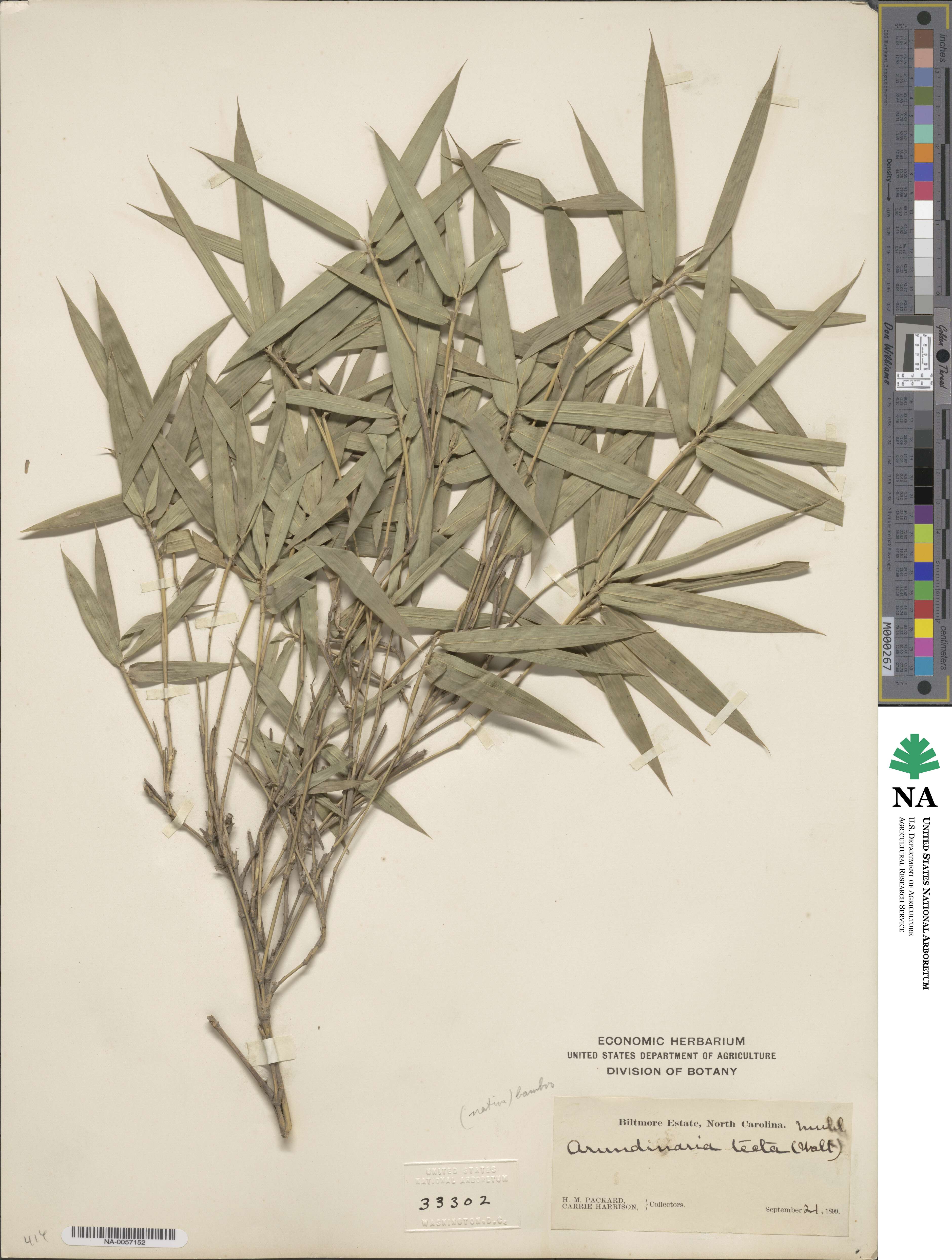 Arundinaria tecta image