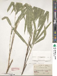 Arundinaria appalachiana image