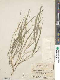 Guadua longifolia image